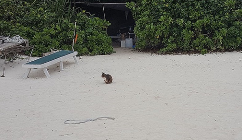 ダミーのサムネイル